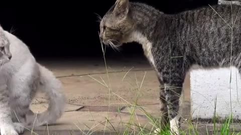 Two real cat fight compilation videos 2021