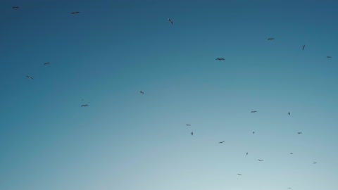 Flocks Of Birds Flying Above The Sky