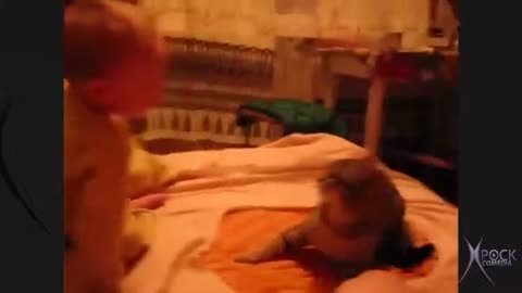 funny cats part 2