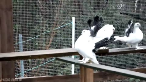 10 Most Beautiful Fancy Pigeons Collection | Indian Pigeon Breeds | World Unique Amazing Pigeon Farm