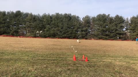 Natasha and Misha - PVSC Coursing Ability Test (CAT) 16 Jan 2021