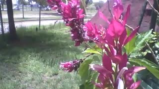 Beautiful pink flowers in the science museum, there are cars on the avenue [Nature & Animals]