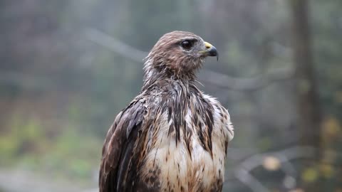 A Wet Hawk No Sounds | Beast Hand |