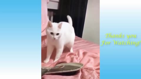 Dancing White Cat in Music Beats