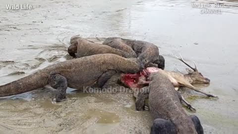 KOMODO dragon eating ALive Cute Deer 🦌