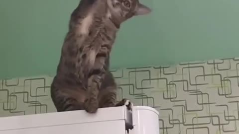 This cat try to changing kitchen bulb but…. funny