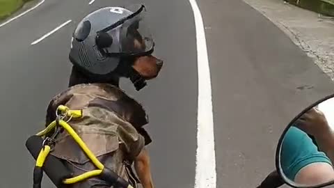 Dog in bike