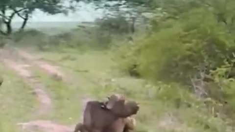 Funny animal fighting