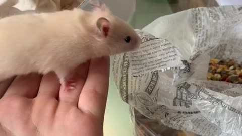 Cute little hamster