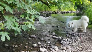 Simba Samoyed superstar and relaxing creek noises