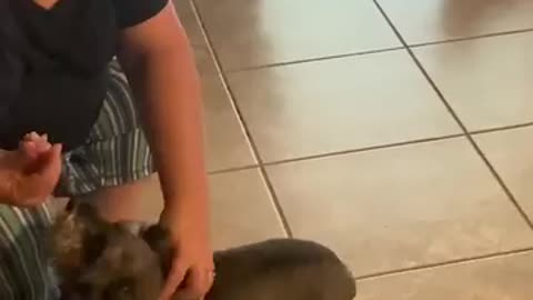 Funny Cute Puppy Get Insulin Shot