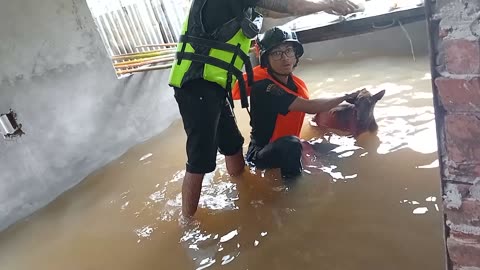 Trapped Dog Saved From Flood