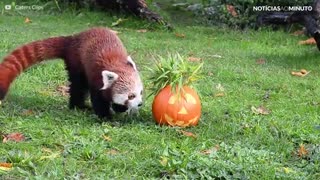 Buh! Estes animais já estão no clima do Halloween