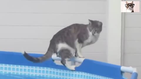 Gatos no les gusta el agua