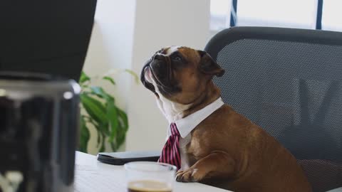 Dog Dog Tie Employment Office