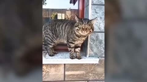 Funny Cats Talk Like Humans