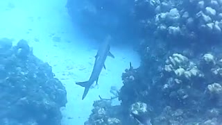 Grand Cayman Tarpon while Snorkeling 2018