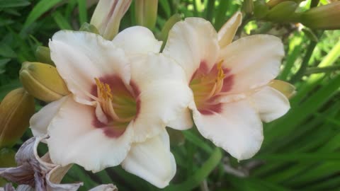 A couple of white daylilies