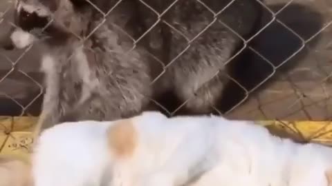 lazy cat getting massage from squirrel