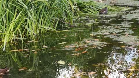 Group of Swans and Ducks on a Pond