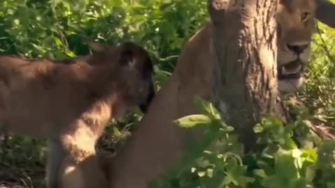 Baby wildebeests, sometimes approach lioness #shorts #shortvideo #video #virals #videoviral ses, seeking care and protection