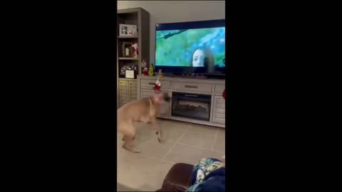 Funny 😂😂😂🤣 cute. 🐶🐶animals. 🐶🐼🐼🐱🐱. Part 2