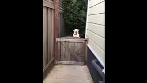 Funny dogs video