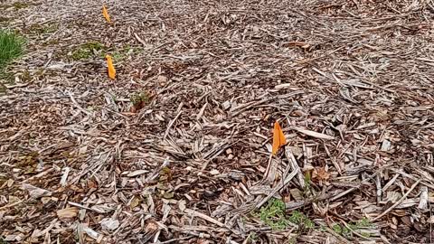 Indiana Urban Edible Landscaping - Early Blooming Berry Bushes Haskaps