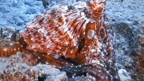 Chameleon Octopus