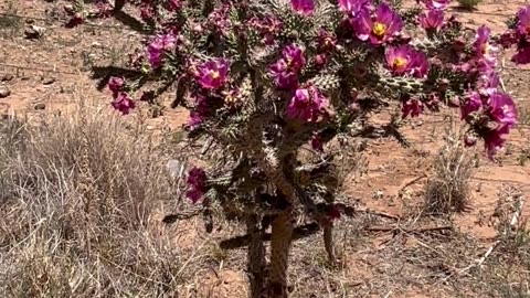 What a Beauty from the High Desert . . .