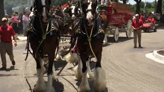 Budweiser Clydesdales