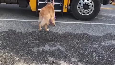 Golden Retriever saw the little master get off the school bus