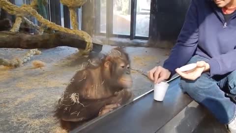 Monkey Sees a Magic Trick Video