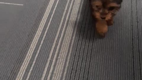 Small yorkie terrier walks around the office