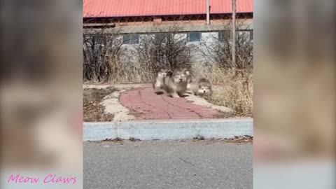 Cute Baby Alaskan Malamute