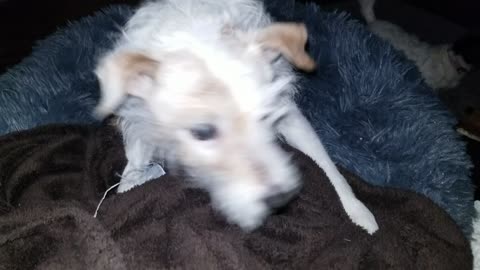 Wet terriers are crazy terriers