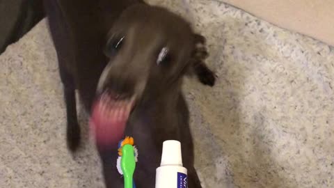 Doggo Excited for Tooth Brushing Time