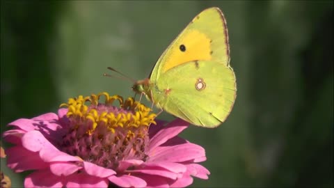 Butterflies Flying