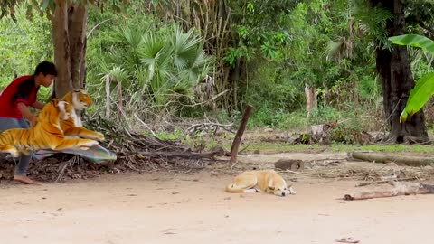 Fake Tiger Prank dog vs (2) Tiger