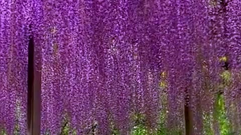 Ashikaga Flower Park, Japan