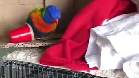 Very beautiful parrot .best birds viral video