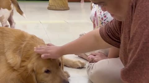 Dog fan Of Tennis Balls Gets To Chase Them To His Heart's Content #3