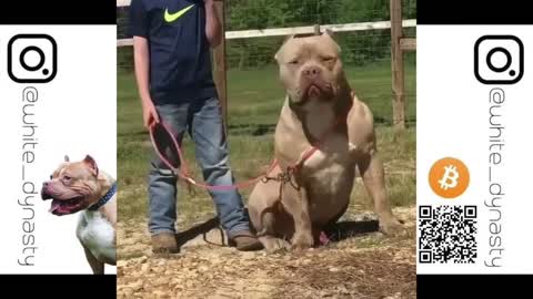 Top 25 Best American Bully Videos