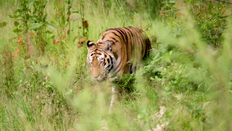 Tiger walking amidst plants in forest