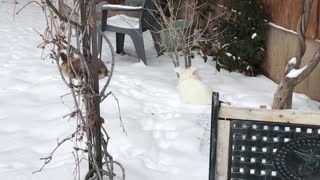 Bunnies Binkies