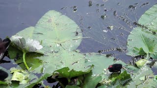 Common Gallinule Mother and Two Baby Birds