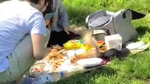 Squirrel Steals from a Picnic