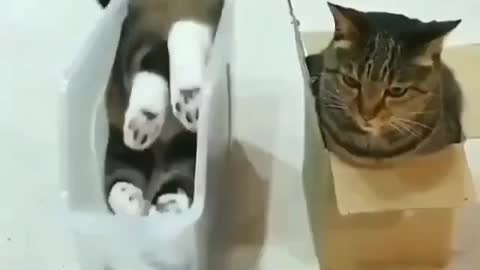 2 Cats Enjoy Their Boxes