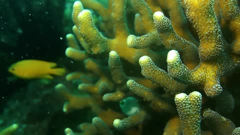 Beautiful coral reefs shining in the depths of the ocean