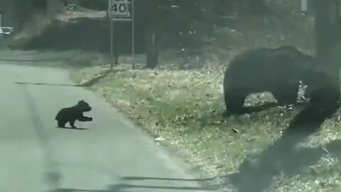 Mother bear want take away children's from the road,